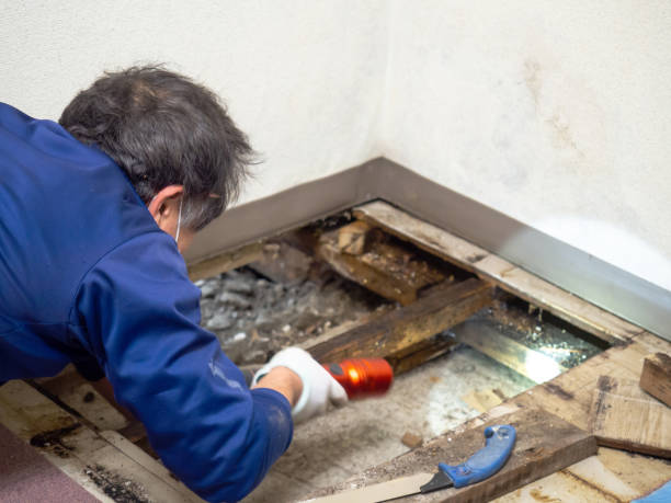 Best Basement Mold Remediation in Carrizo Springs, TX