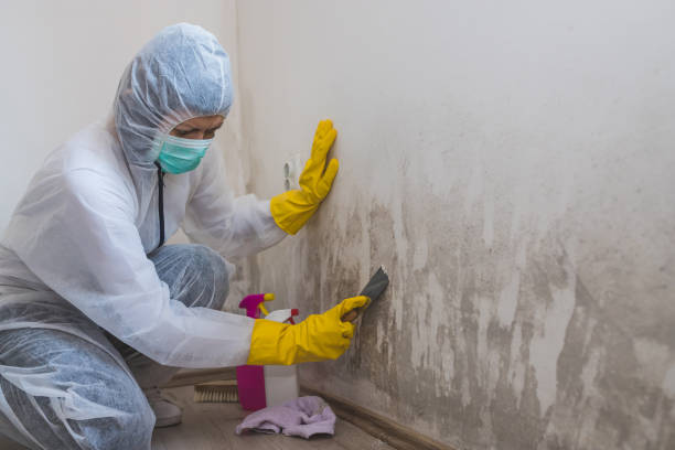 Best Kitchen Mold Remediation in Carrizo Springs, TX