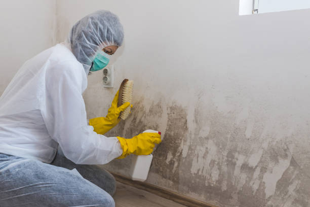 Best Commercial Mold Remediation in Carrizo Springs, TX