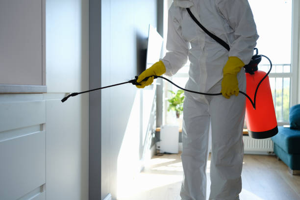Best DIY Mold Remediation Support Services in Carrizo Springs, TX