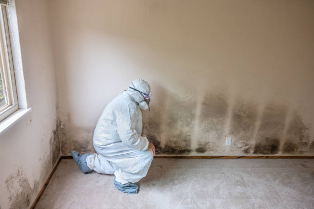 Best Black Mold Remediation in Carrizo Springs, TX