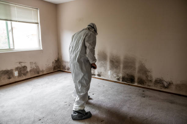 Best Preventive Mold Services in Carrizo Springs, TX
