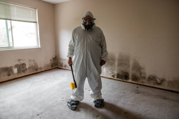 Best White Mold Remediation in Carrizo Springs, TX