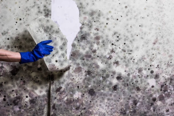 Best Health and Safety Mold Remediation in Carrizo Springs, TX