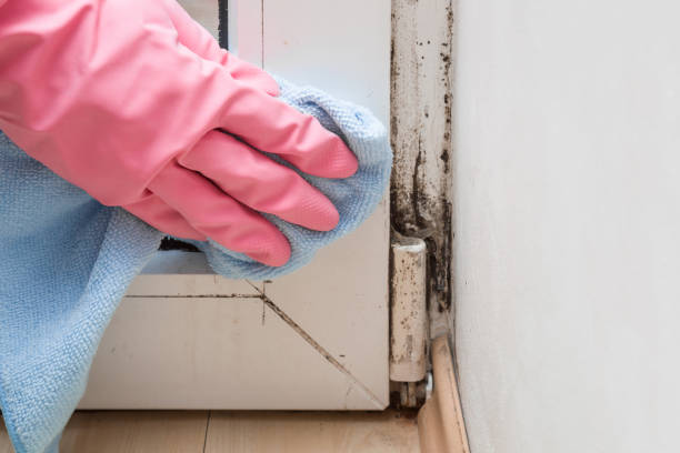 Best HVAC Mold Remediation in Carrizo Springs, TX
